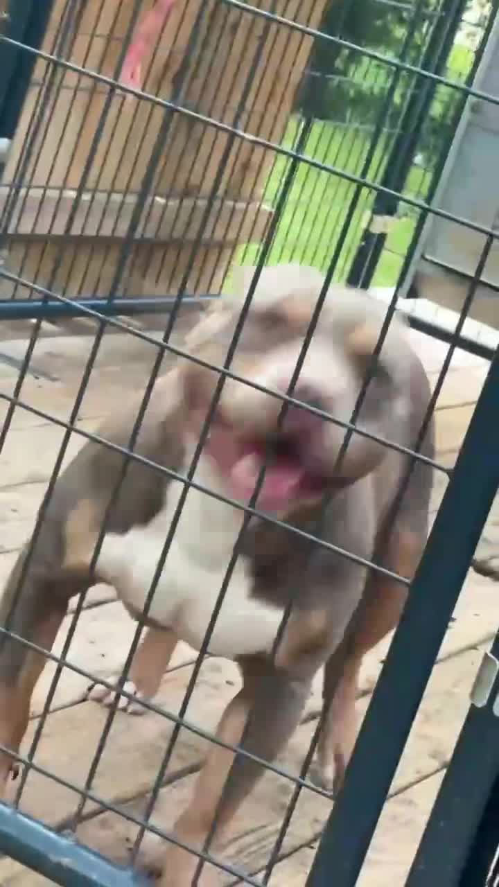 American Bully dogs for sale: American Bully Puppy 2 - Video 1
