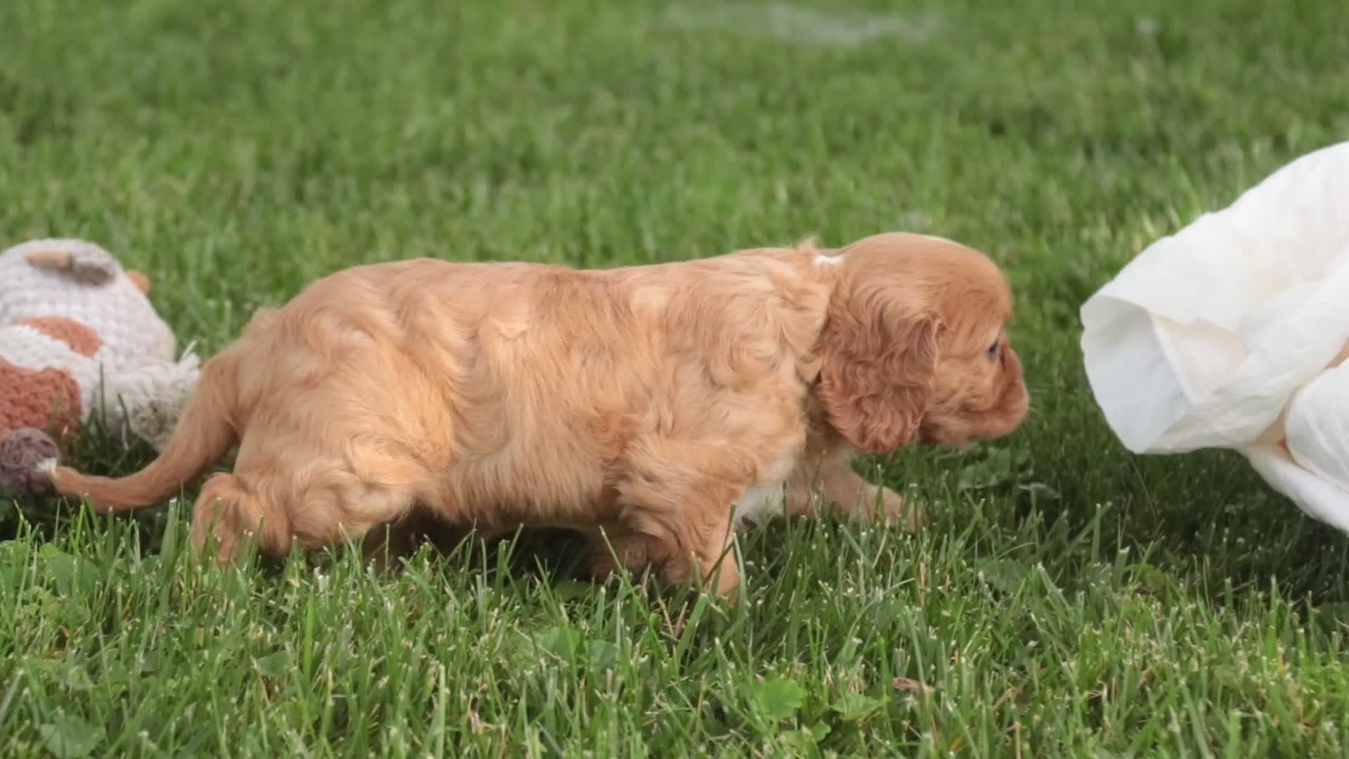 Cavalier King Charles Spaniel dogs for sale: Lola Cavalier King Charles Spaniel  - Video 1