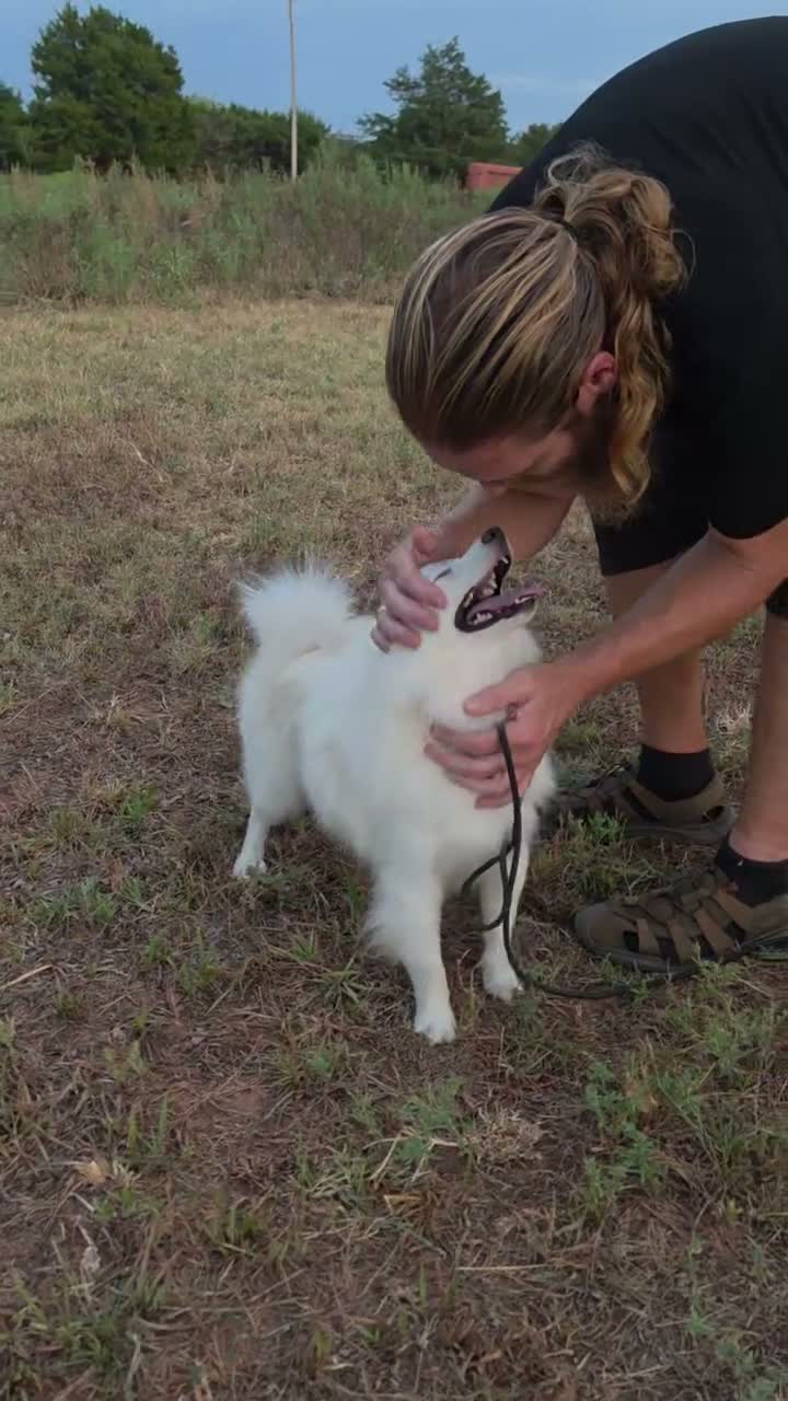 Pomsky dogs for sale: Aspen - Video 1