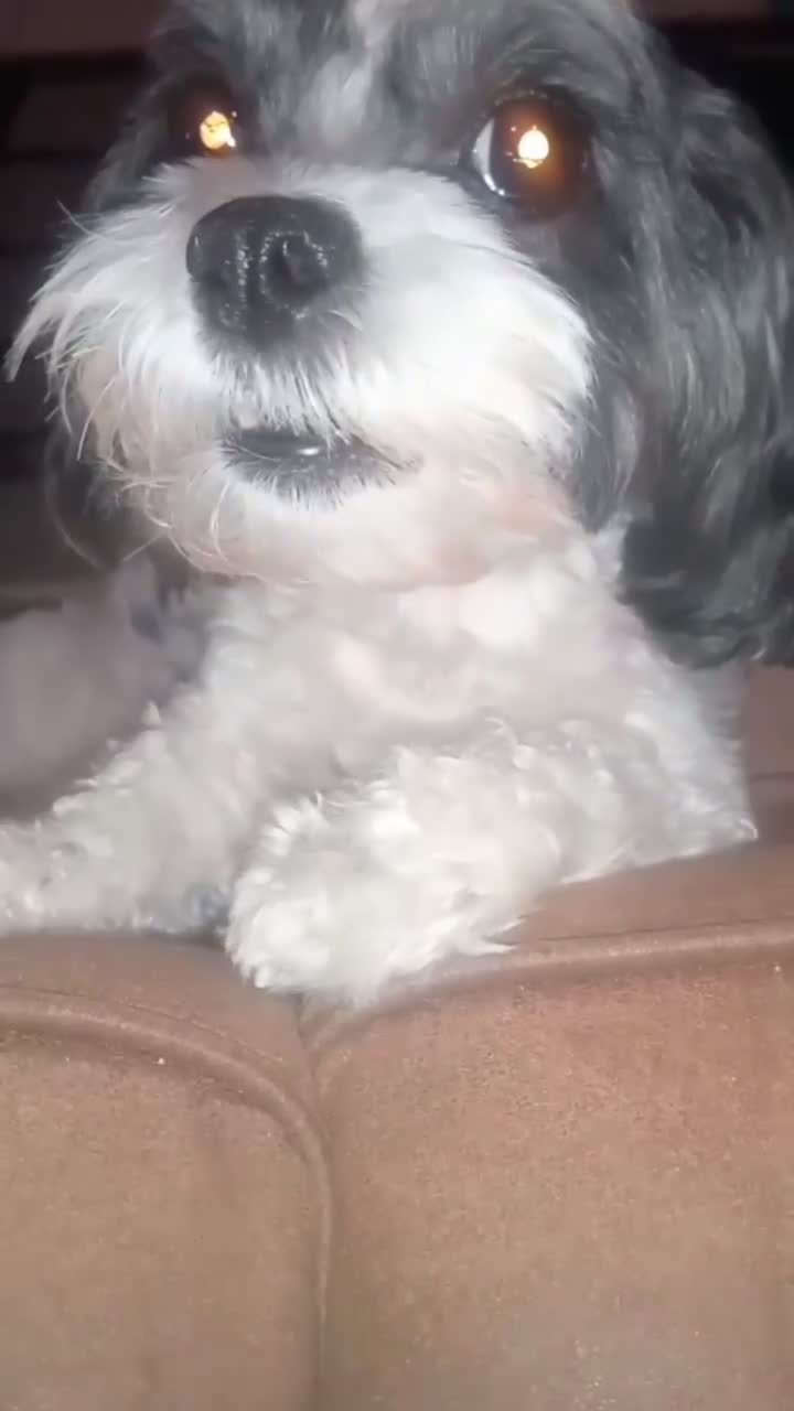 Shihpoo dogs for sale: Shihpoo 2 - Video 4