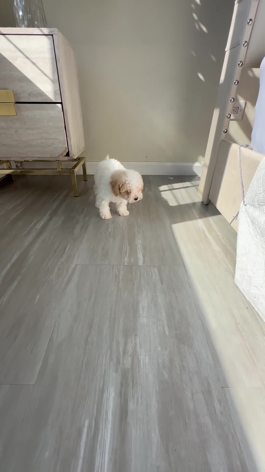 Maltipoo dogs for sale: Maltipoo 3 - Video 1
