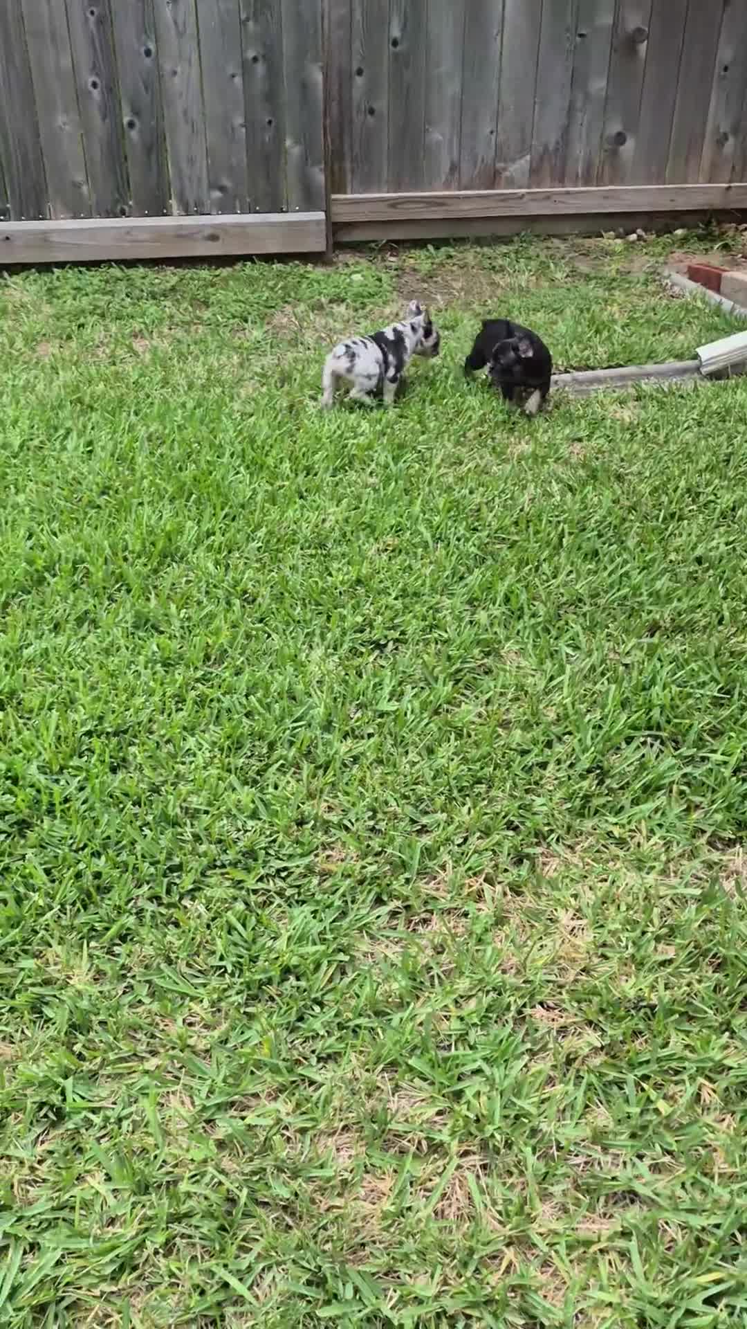 French Bulldog dogs for sale: Jax Tri Merle Fluffy Carrier - Video 1