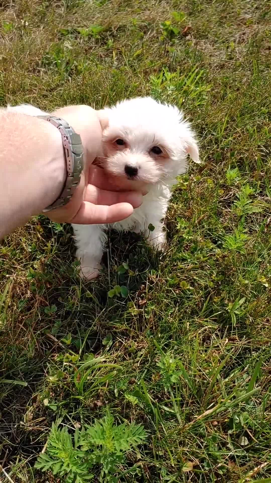 Maltese dogs for sale: Bo - Video 1