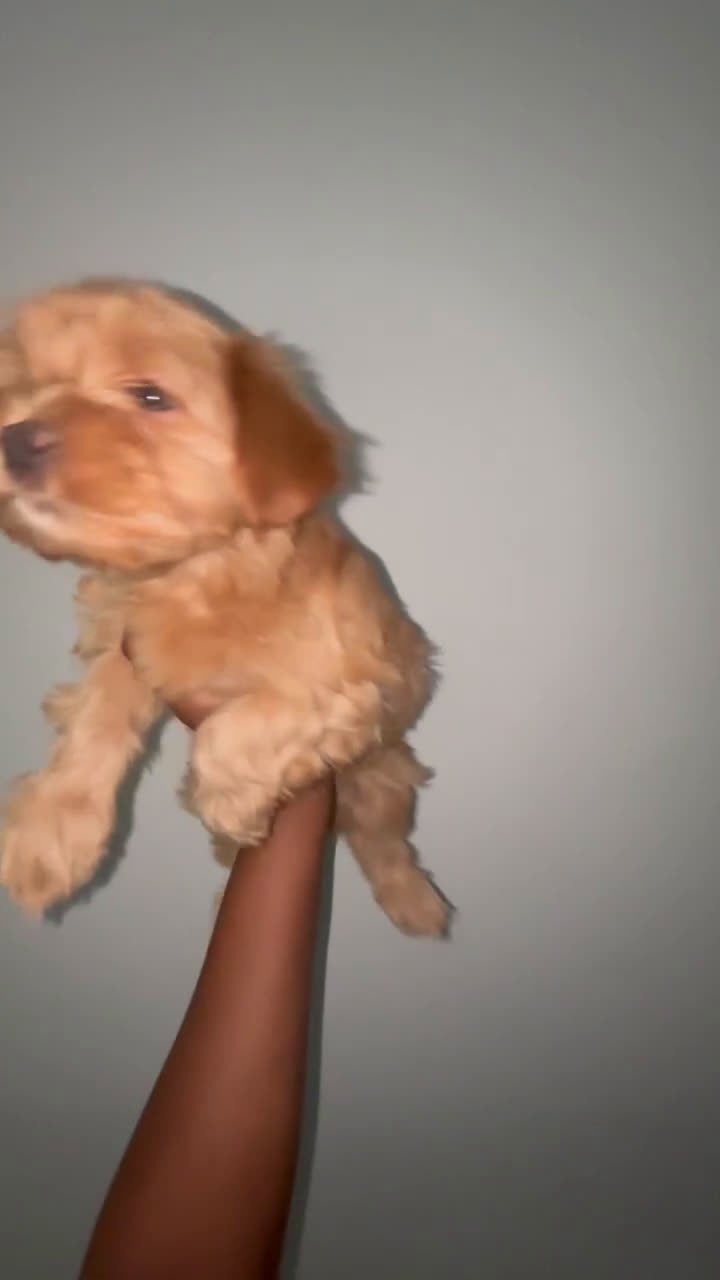 Yorkshire Terrier dogs for sale: Yorkshire Terrier Puppy 5 - Video 3