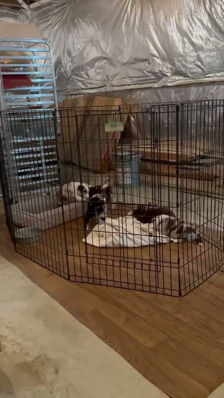 Border Collie dogs for sale: Specks - Video 1
