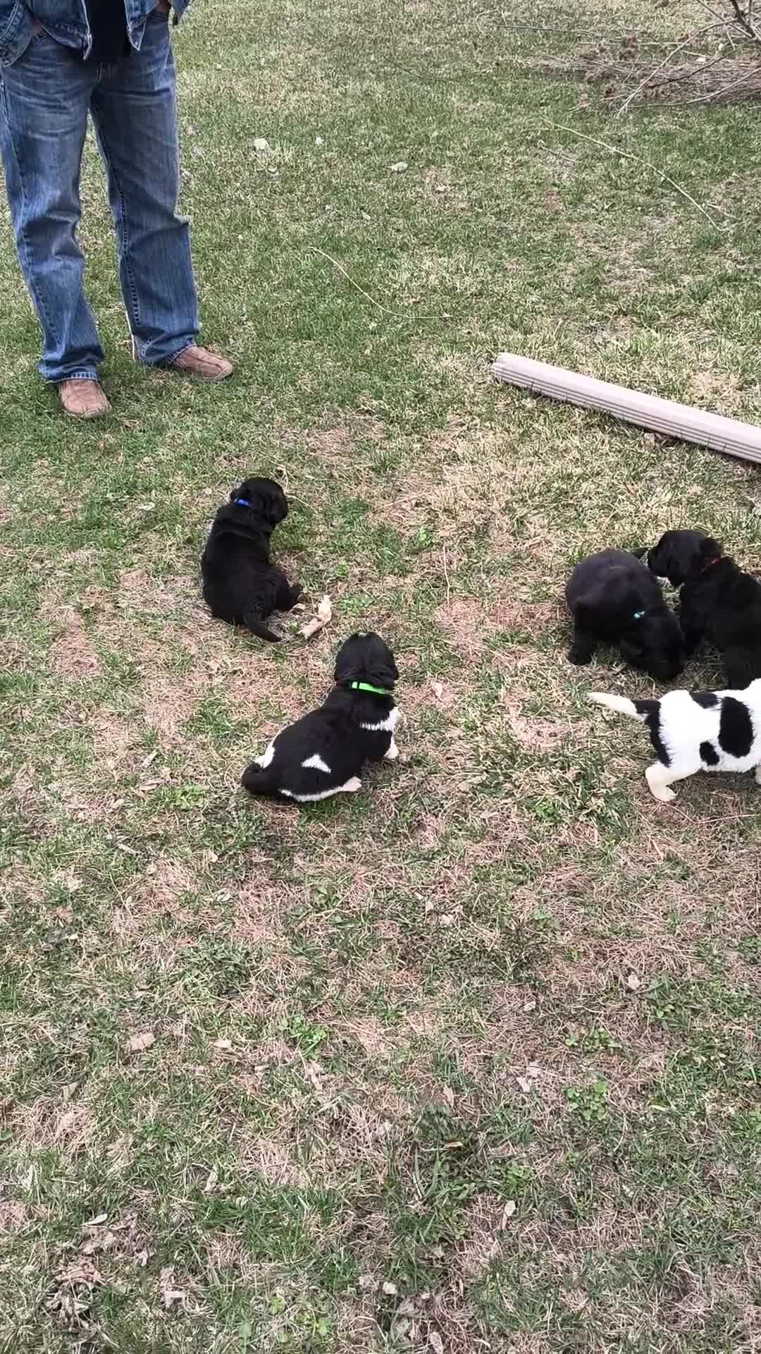 Newfoundland dogs for sale: Baby Blue collar  - Video 1