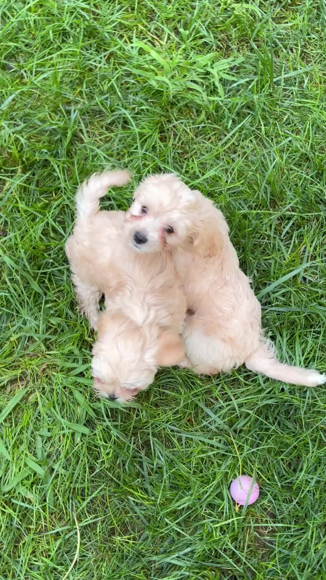 Mixed Breed dogs for sale: Jaime  - Video 1