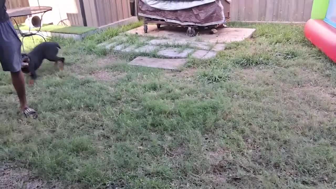 Rottweiler dogs for sale: COCO Needs a NEW HOME ❤️💙❤️ - Video 1