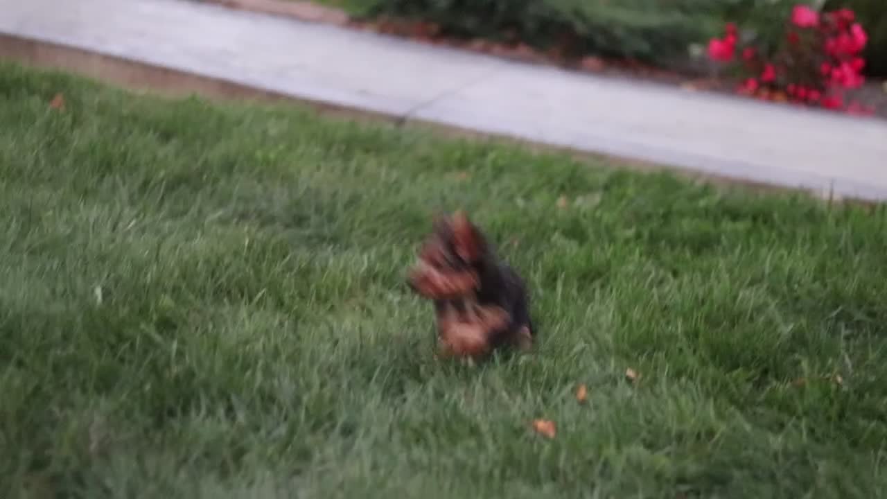 Yorkshire Terrier dogs for sale: Bo - Video 1