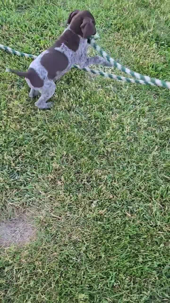 German Shorthaired Pointer dogs for sale: Orion - Video 1
