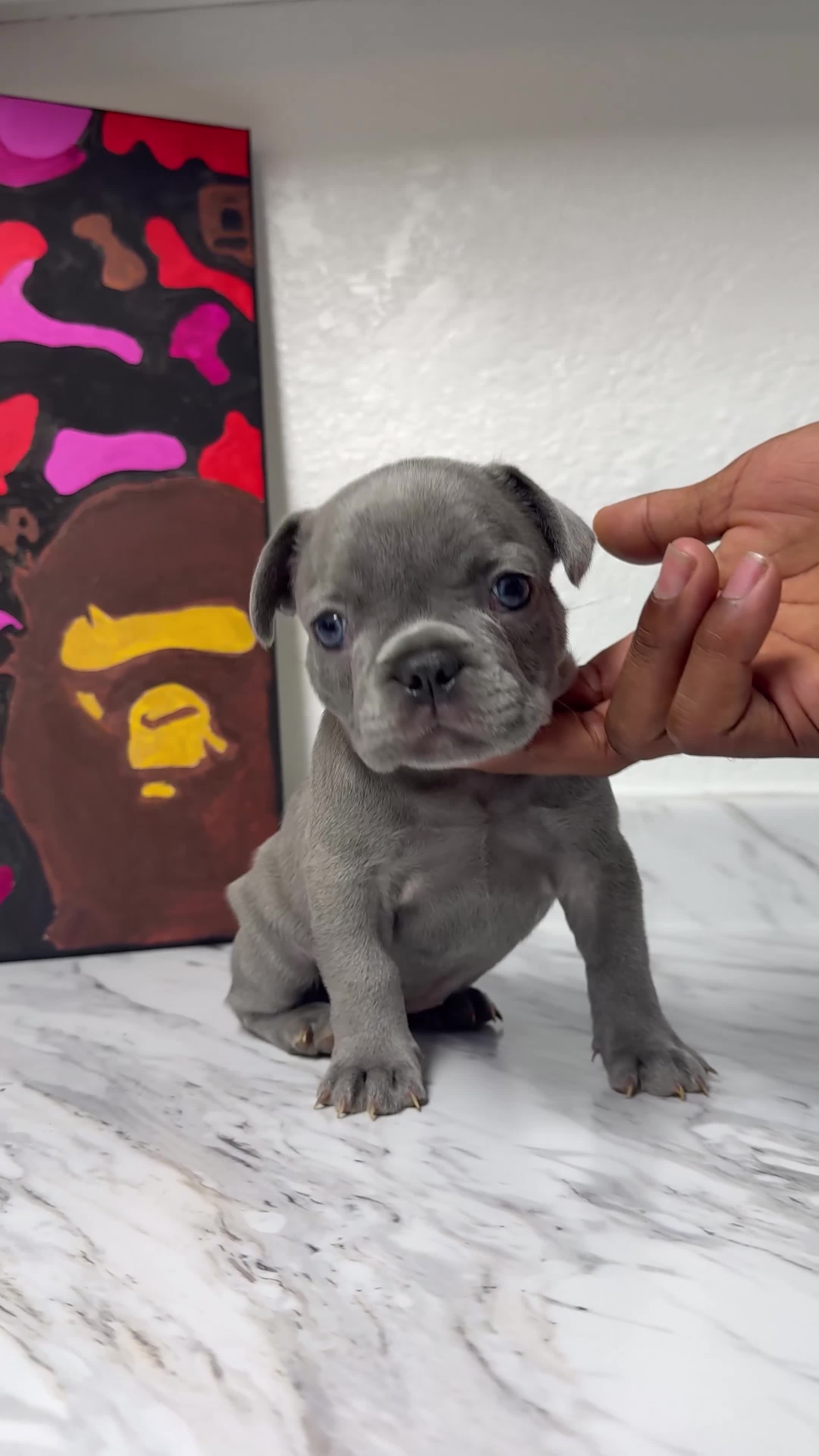 French Bulldog dogs for sale: French Bulldog 3 - Video 1