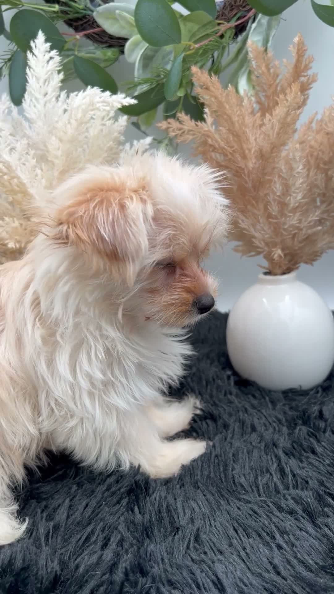 Yorkshire Terrier dogs for sale: Ellie the rare Golddust Yorkie $2500 - Video 1