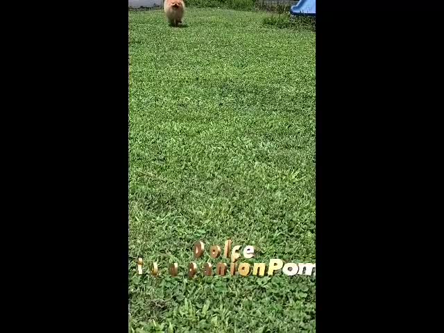 Pomeranian dogs for sale: Rare Beaver Color - Dolce - Teacup - 4 pounds - CH Lines! - Video 1