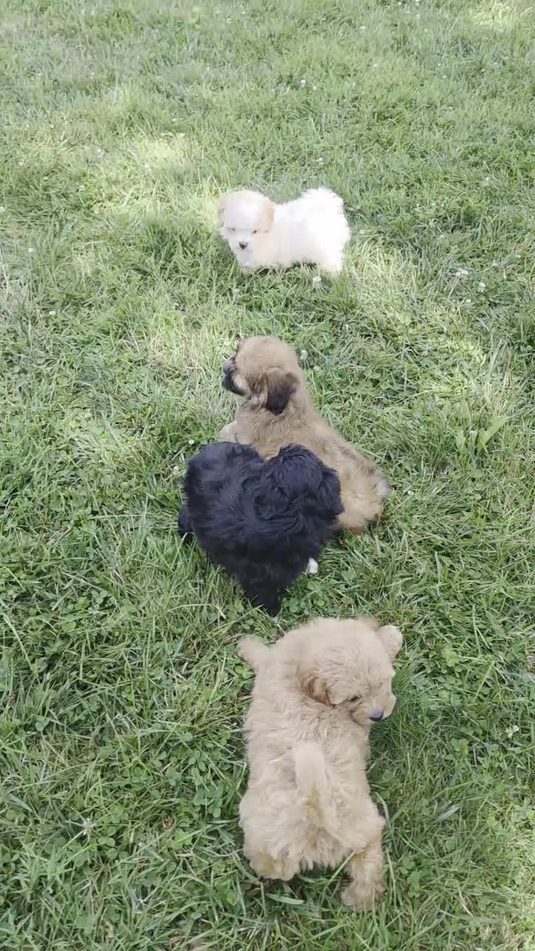 Shihpoo dogs for sale: Willow - Video 1