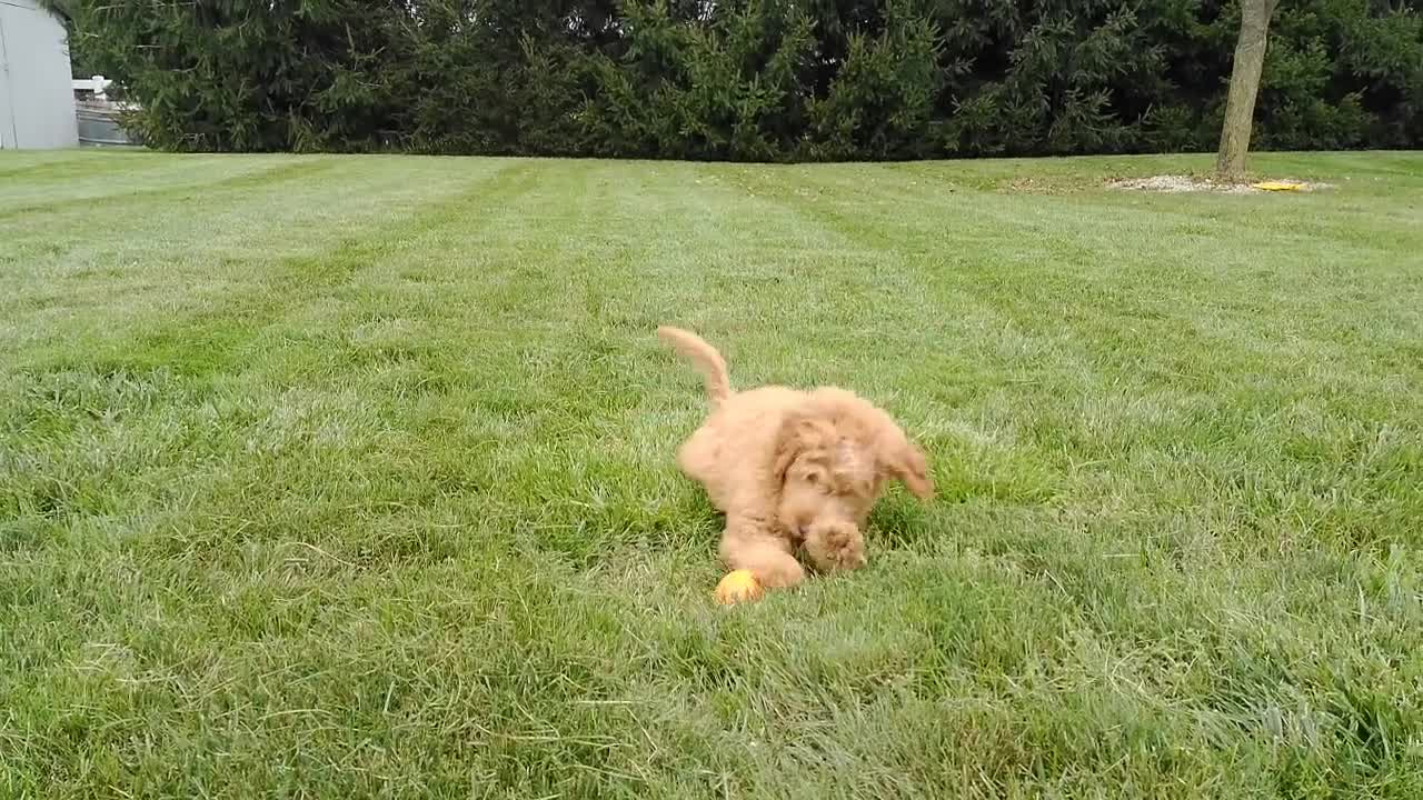 Mini Goldendoodle dogs for sale: Scooter - Video 1