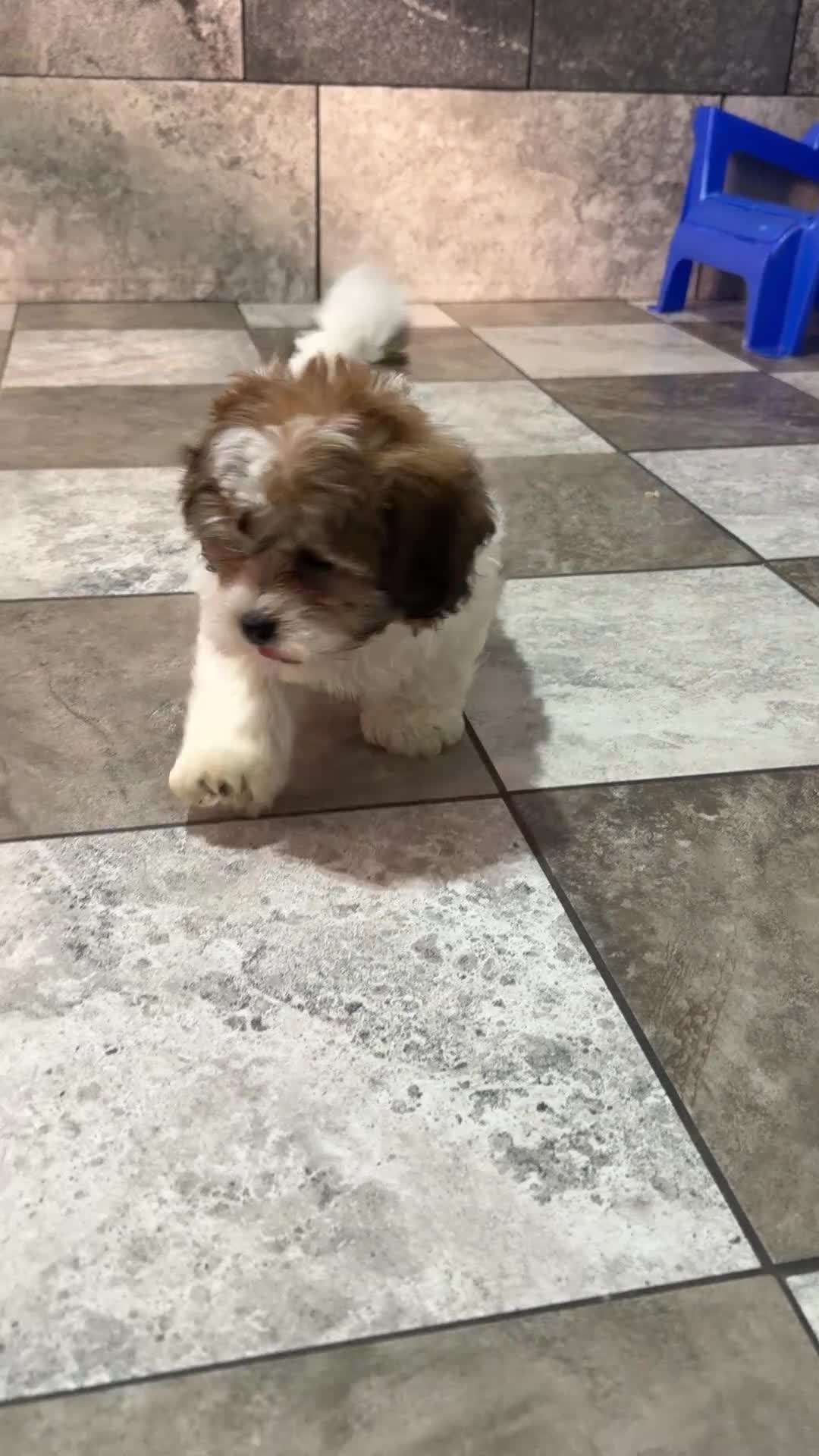 Teddy Bear dogs for sale: Justin - Video 1