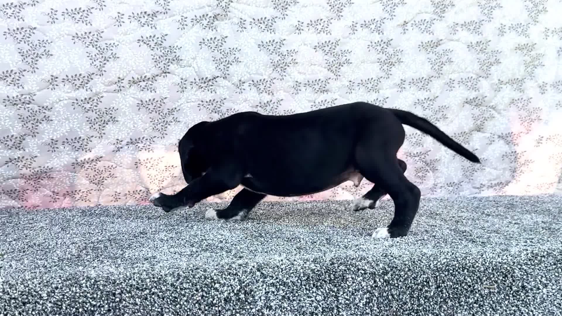 Great Dane dogs for sale: Davis - Video 1