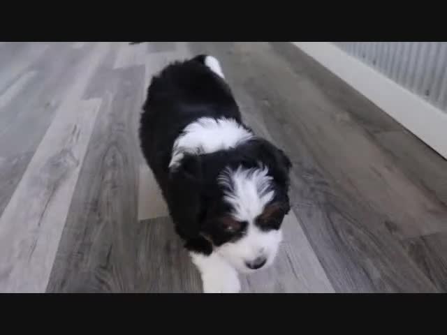 Mini Bernedoodle dogs for sale: Ellie - Video 1