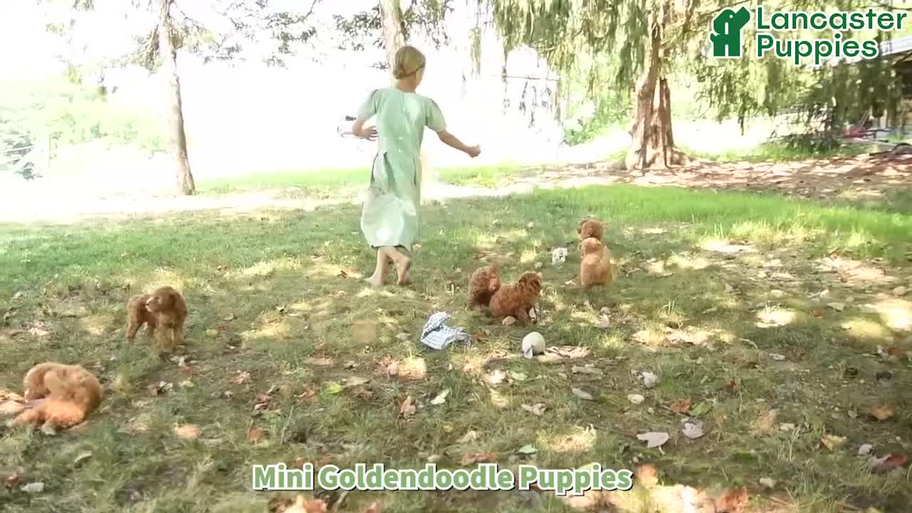 Mini Goldendoodle dogs for sale: George - Video 1