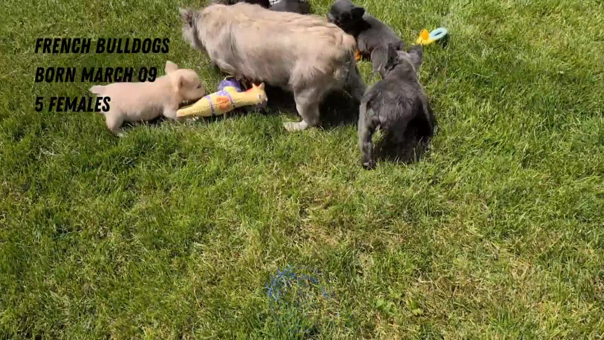 French Bulldog dogs for sale: Elena - Video 2