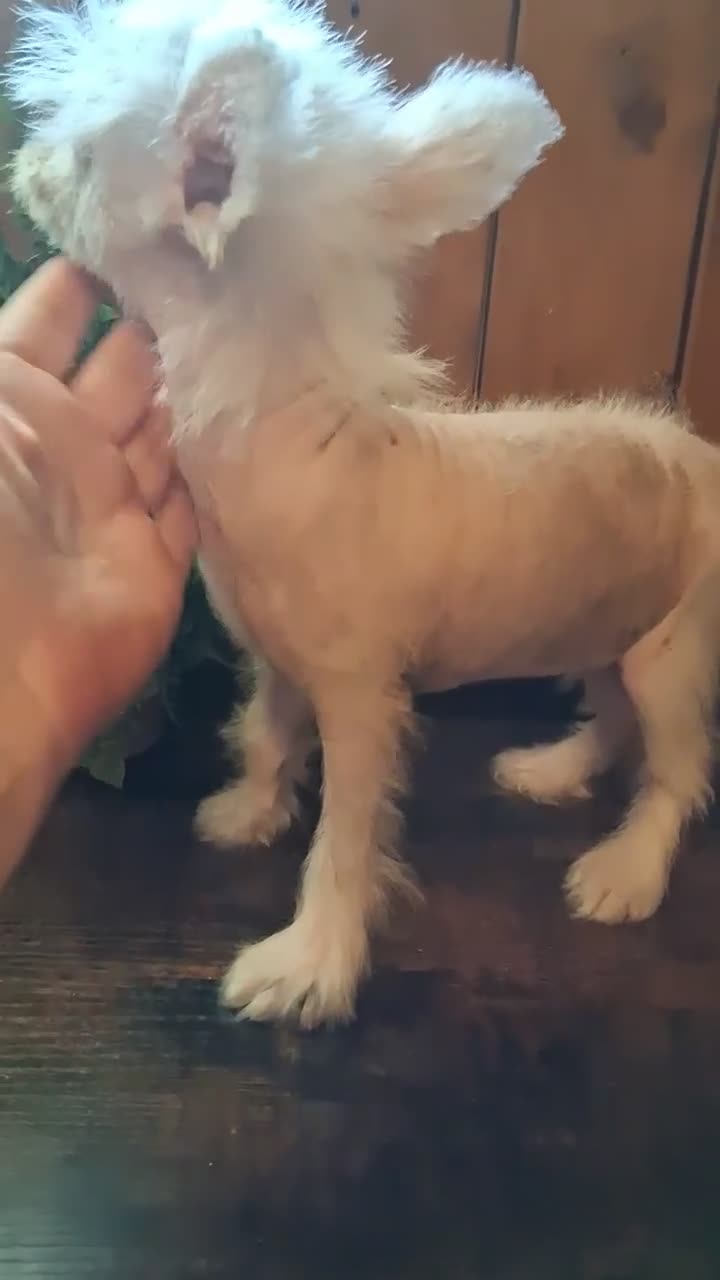 Chinese Crested dogs for sale: Pixie - Video 1