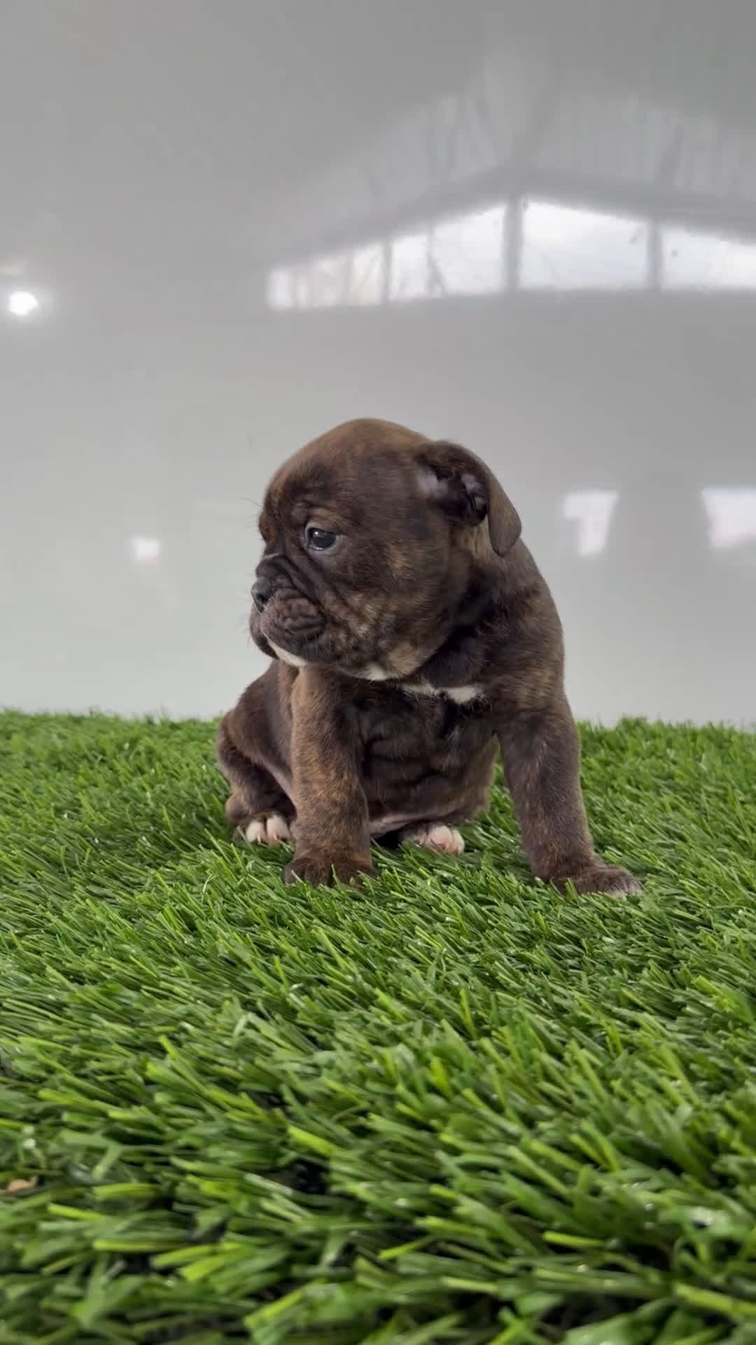 Olde English Bulldogge dogs for sale: Taryn - Video 1