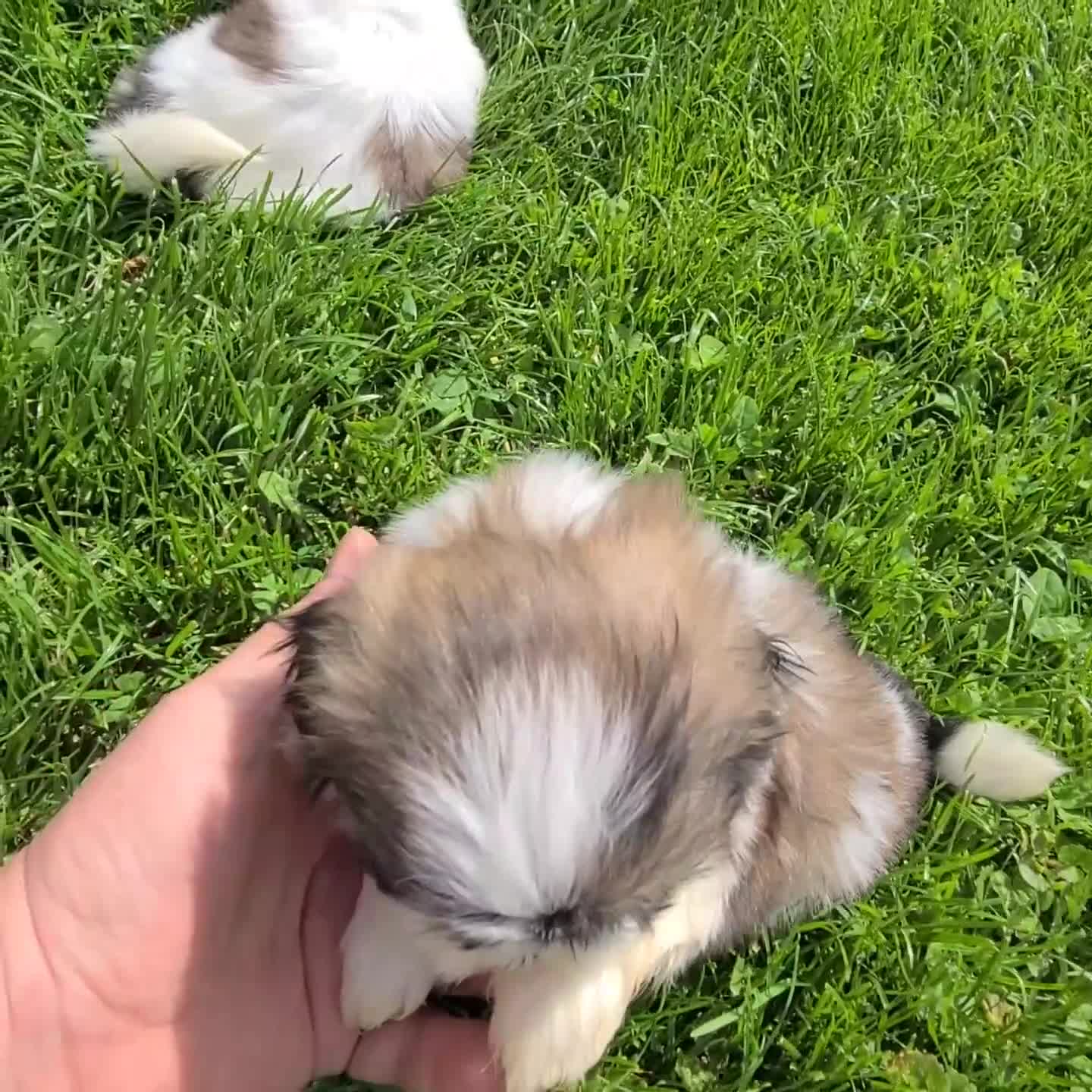Shih Tzu dogs for sale: Rocket - Video 1