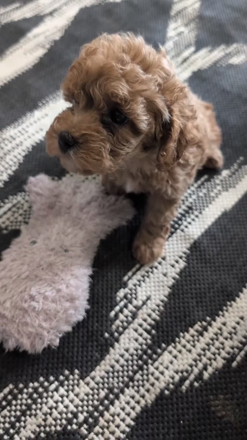 Cavapoo dogs for sale: Roxy - Video 1
