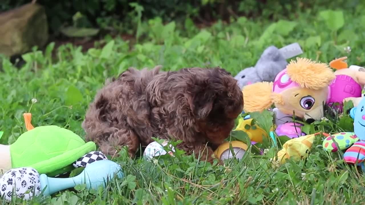 Yorkiepoo dogs for sale: Lexi - Video 1