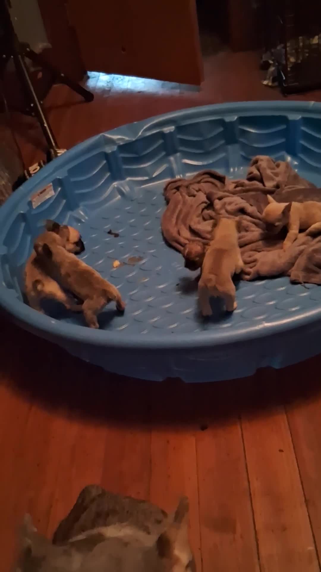 French Bulldog dogs for sale: Cash doll - Video 1