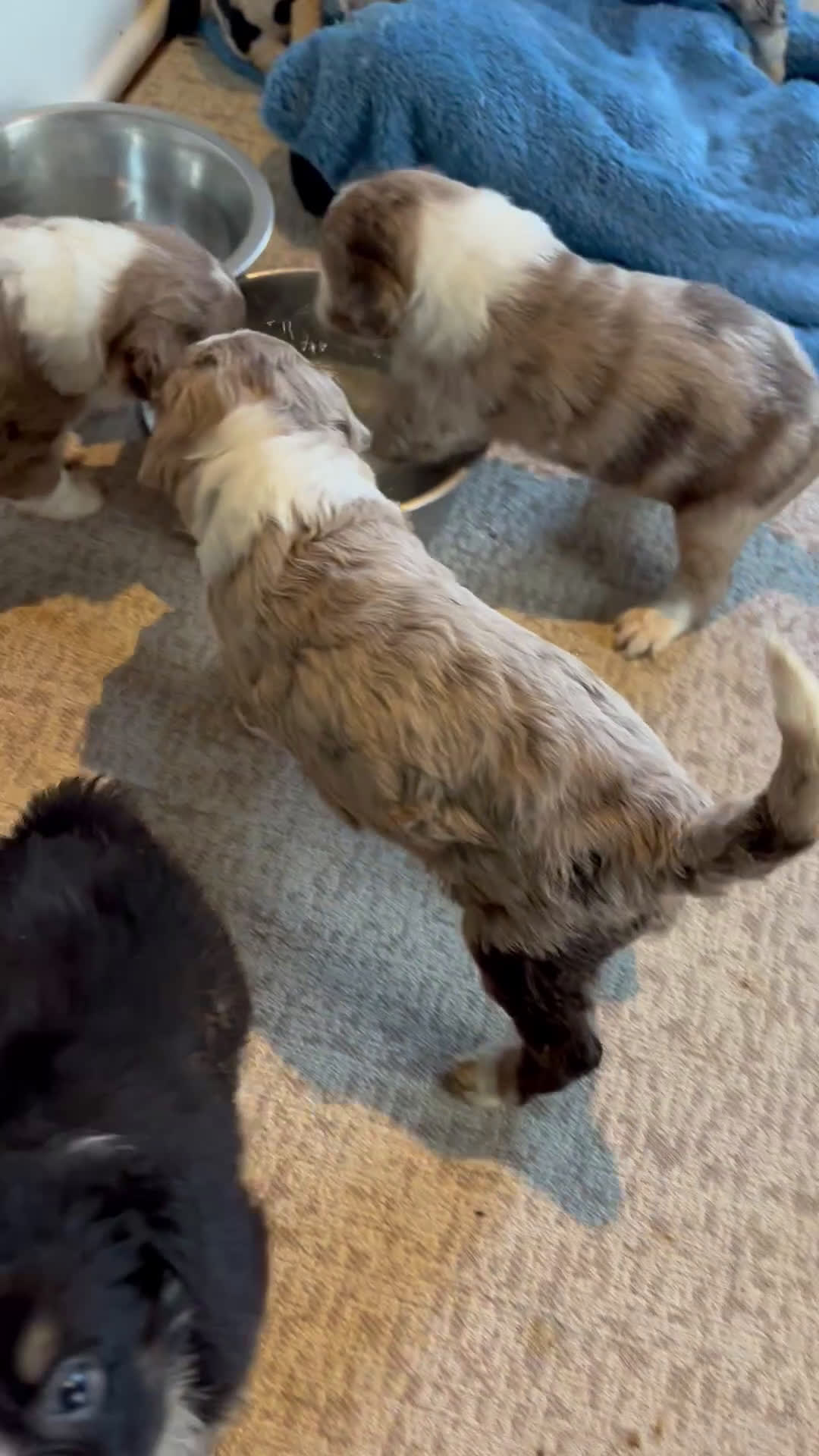Aussiedoodle dogs for sale: Latigo  - Video 2