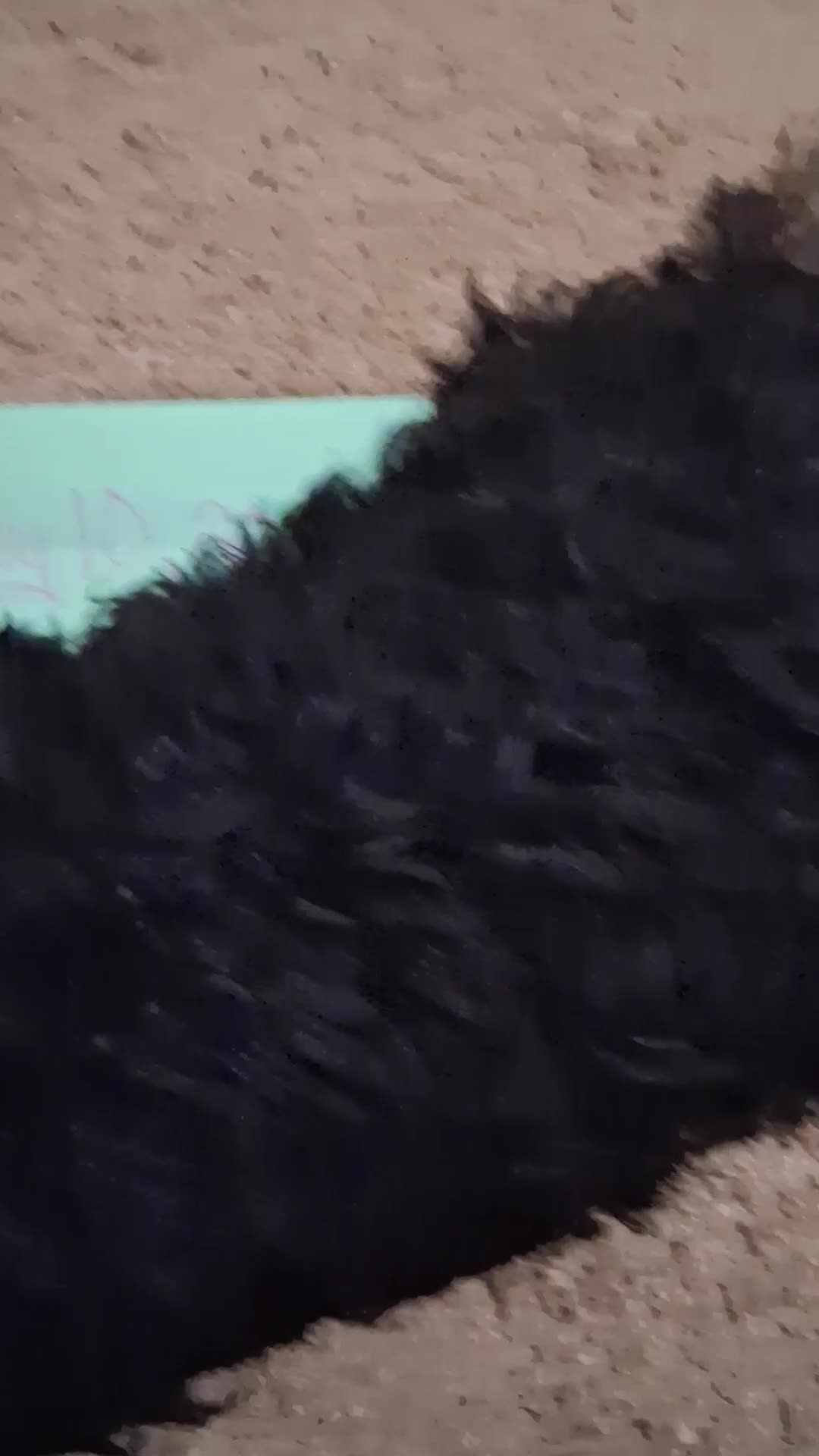 Yorkiepoo dogs for sale: Yorkiepoo 1 - Video 2
