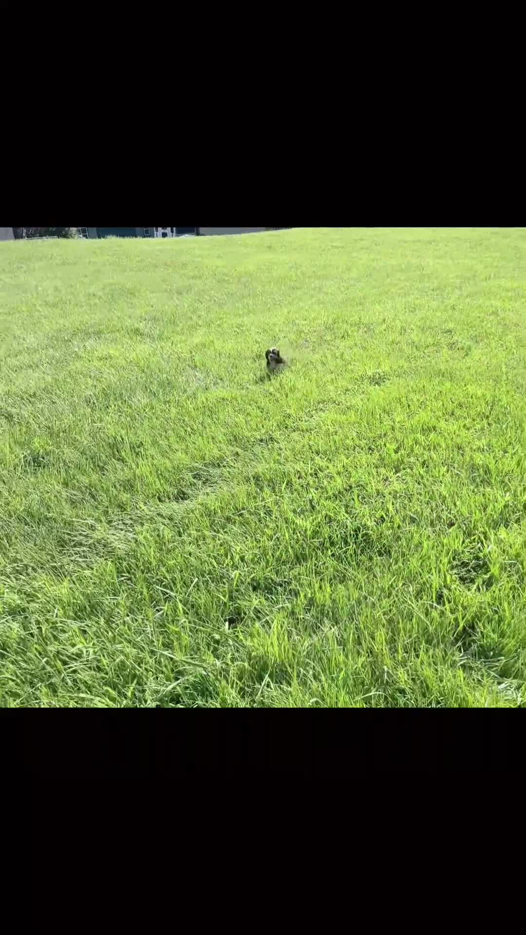 Cocker Spaniel dogs for sale: Tansy - Video 1