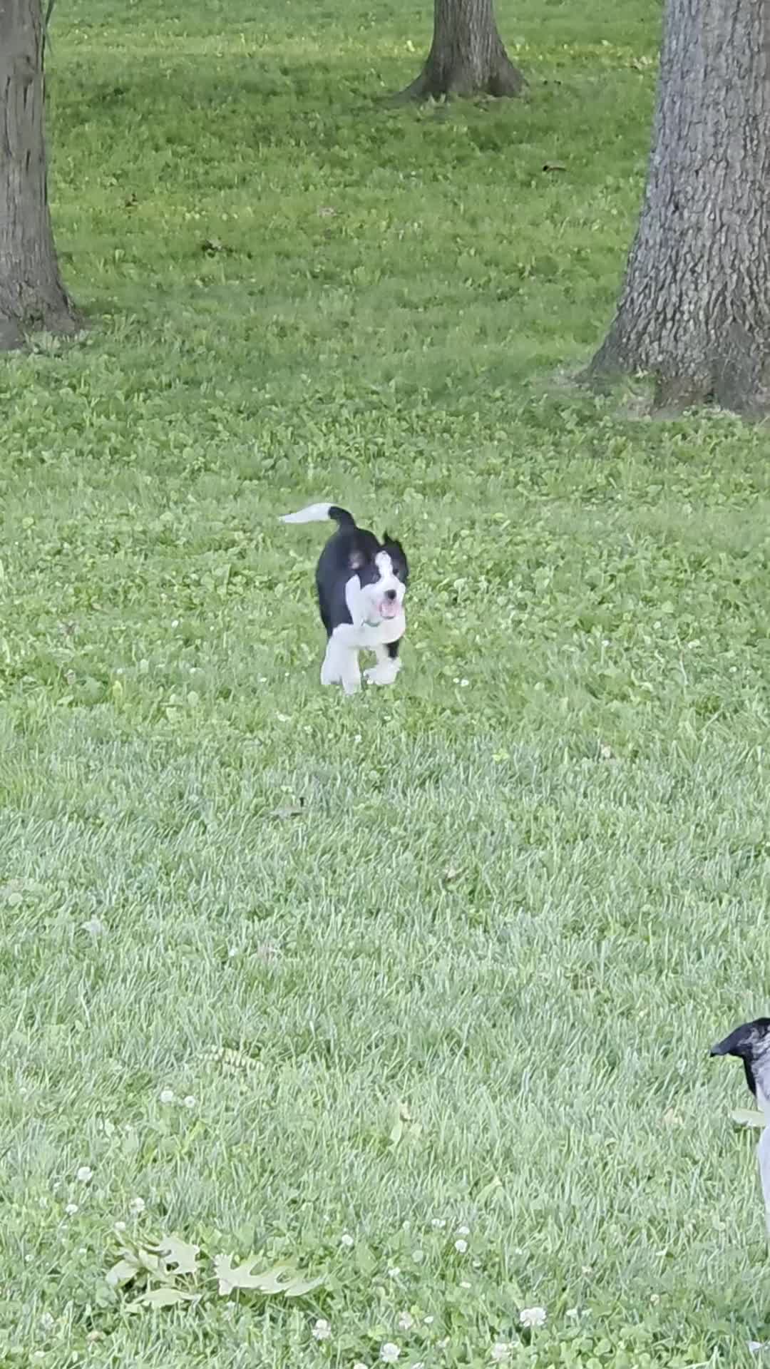 Mixed Breed dogs for sale: 2 Spot - Video 2