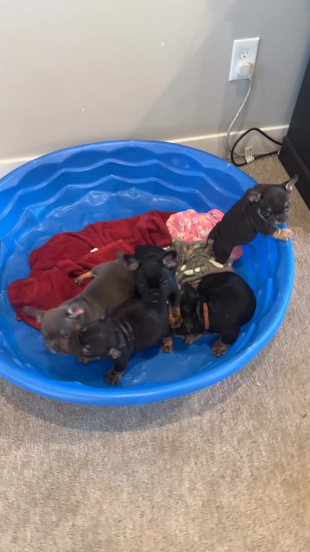French Bulldog dogs for sale: Beauty - Video 1