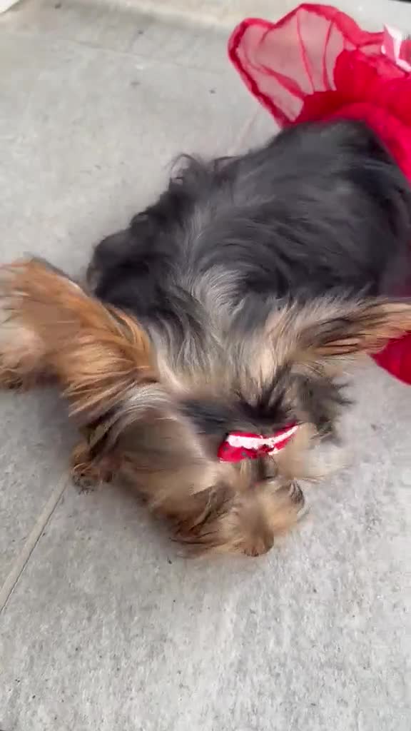 Yorkshire Terrier dogs for sale: Buttercup - Video 1