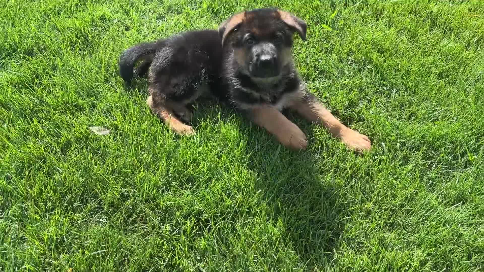 German Shepherd dogs for sale: John Boy - Video 2