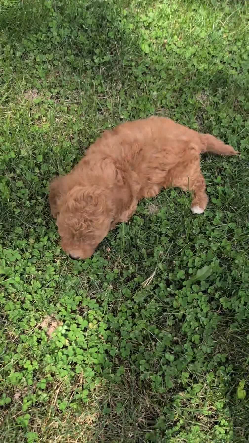 Havapoo dogs for sale: Macy - Video 1