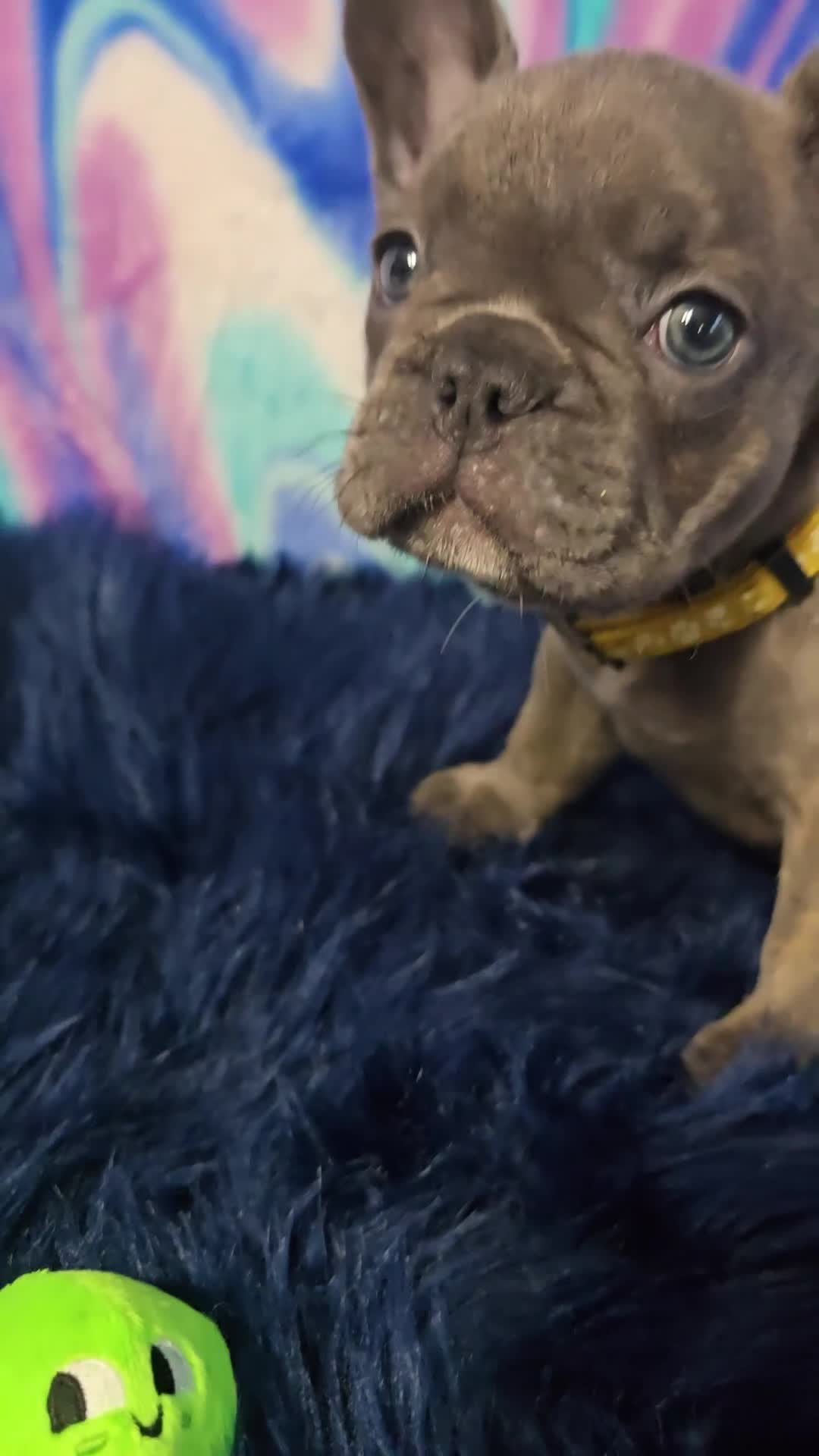 French Bulldog dogs for sale: Penny - Video 1