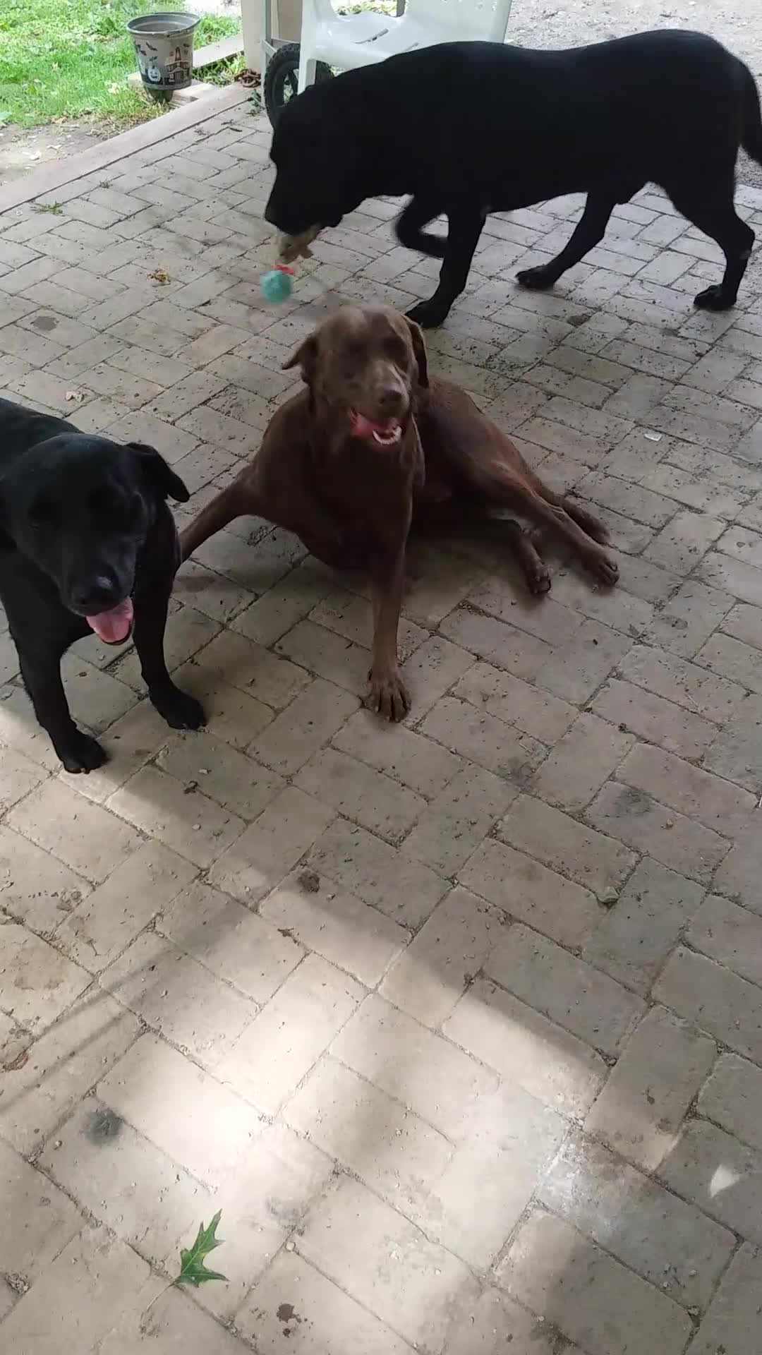 Labrador Retriever dogs for sale: Labrador Retriever 1 - Video 1