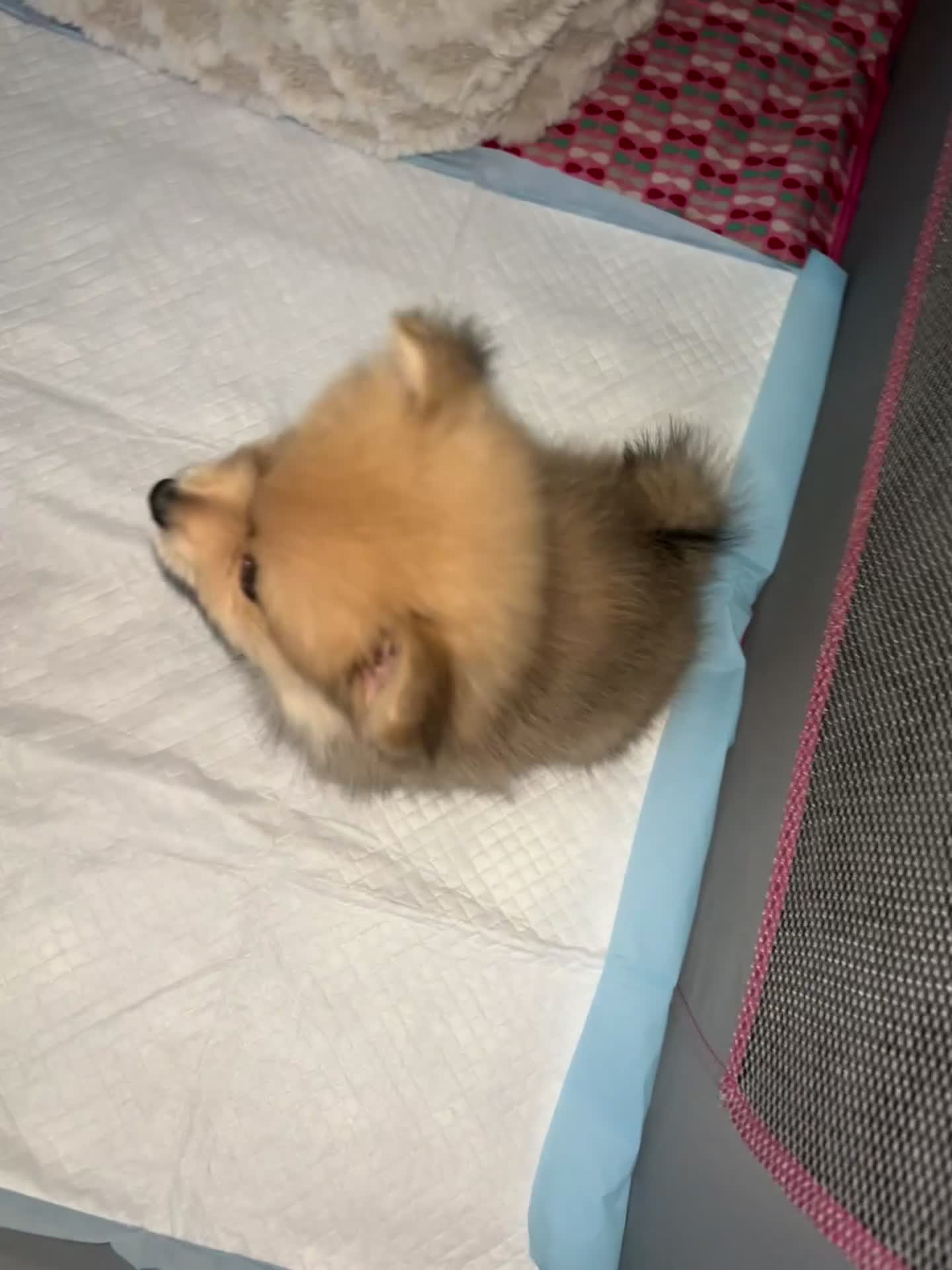 Pomeranian dogs for sale: Pomeranian Puppy 1 - Video 1