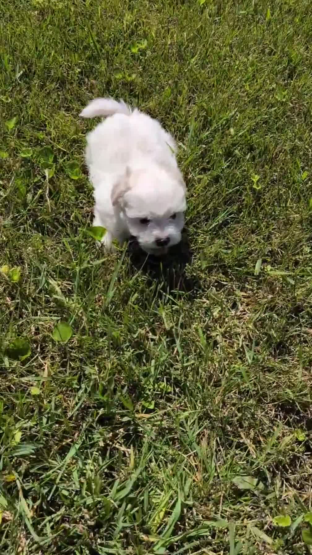 Havanese dogs for sale: Tyson - Video 1