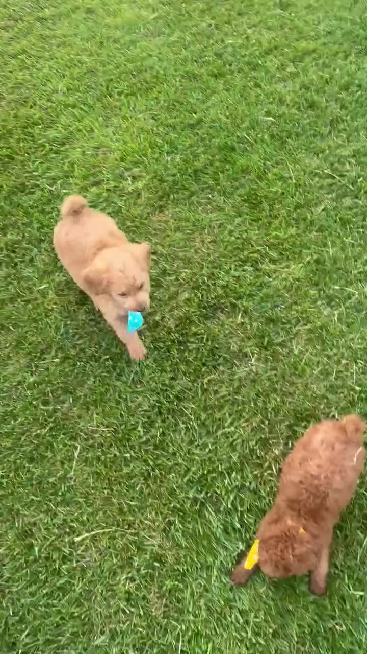 Mini Goldendoodle dogs for sale: Mini Gus - Video 3