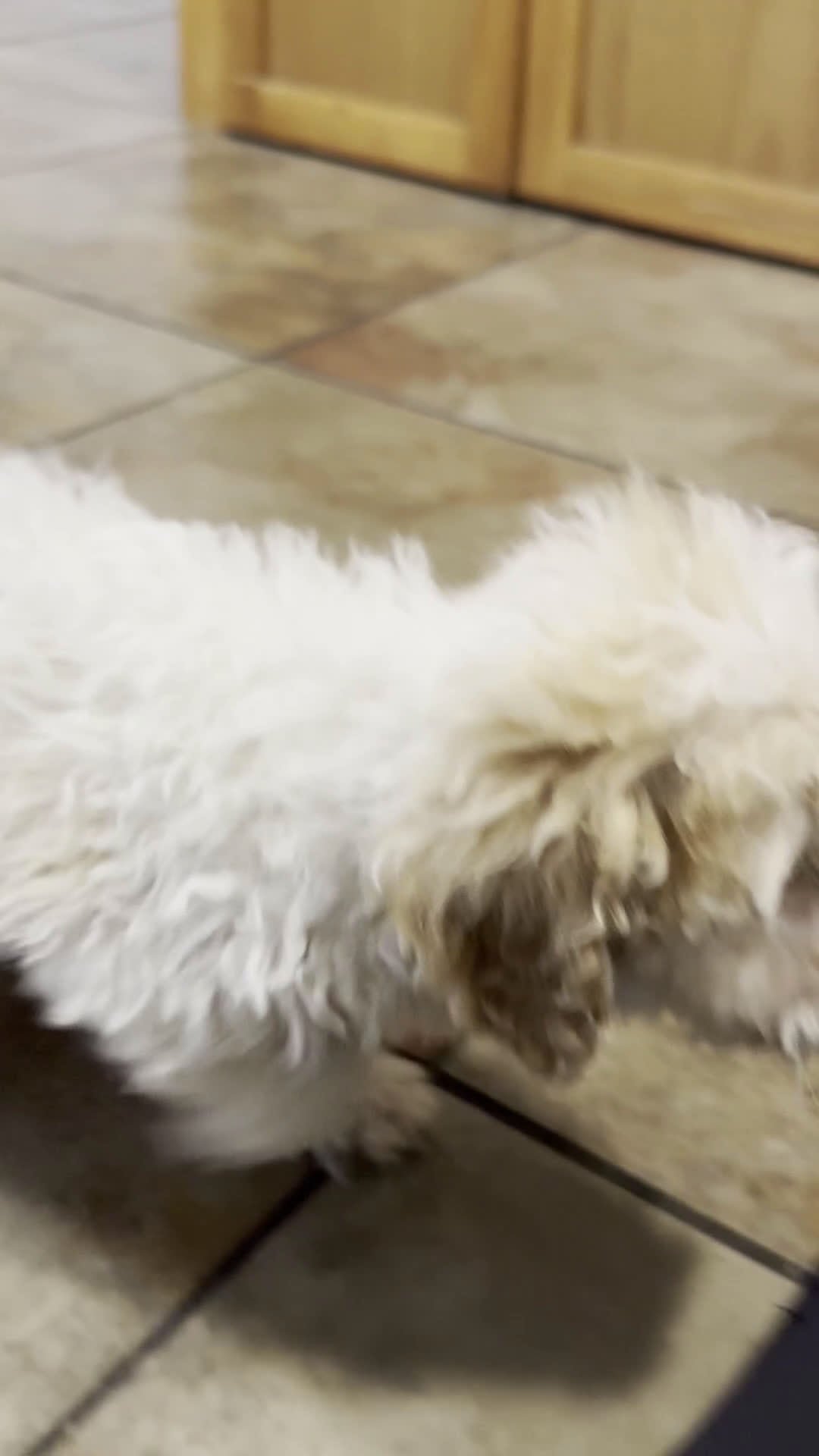 Toy Poodle dogs for sale: Biscuit - Video 1