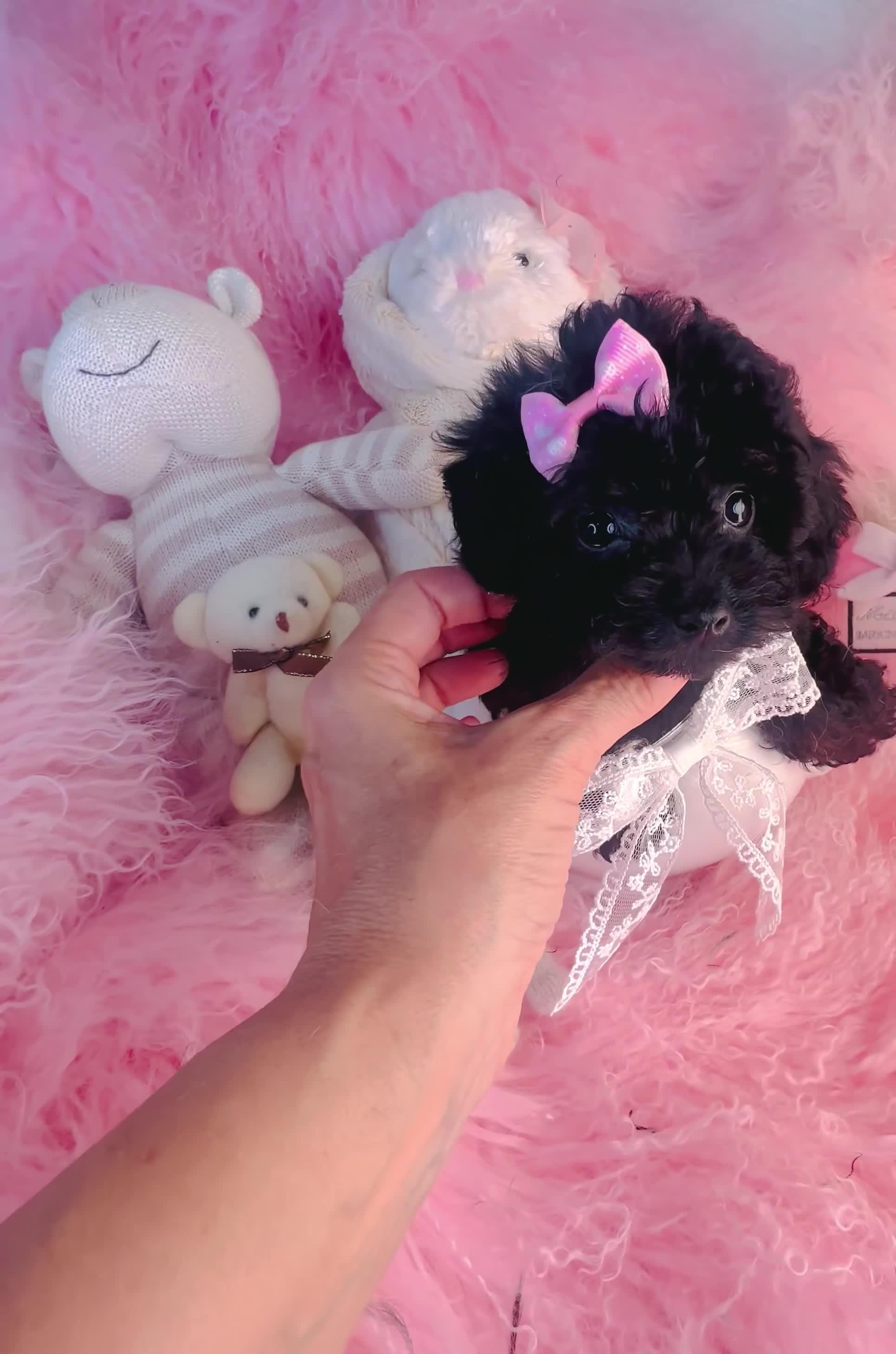 Toy Poodle dogs for sale: Toy Poodle 1 - Video 2