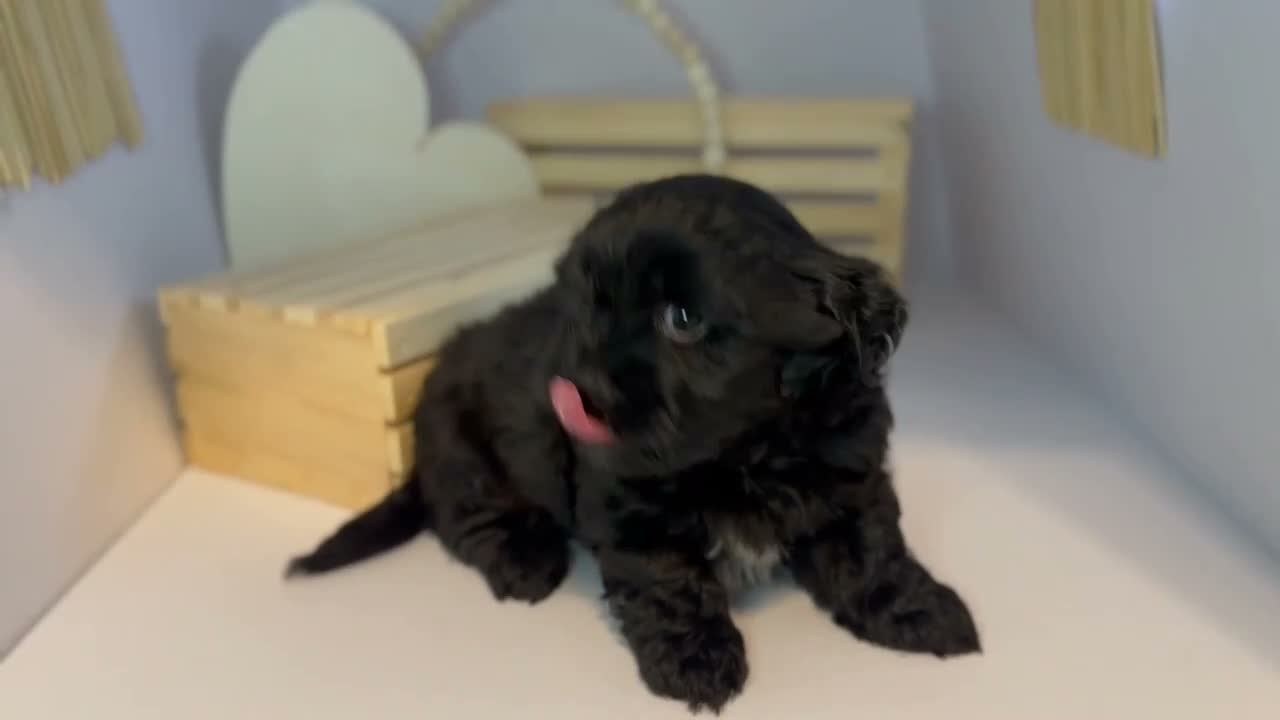 Mixed Breed dogs for sale: Duke - Video 1