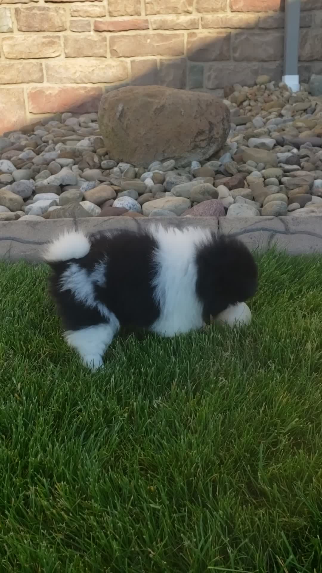 Pomeranian dogs for sale: Teddy  - Video 1