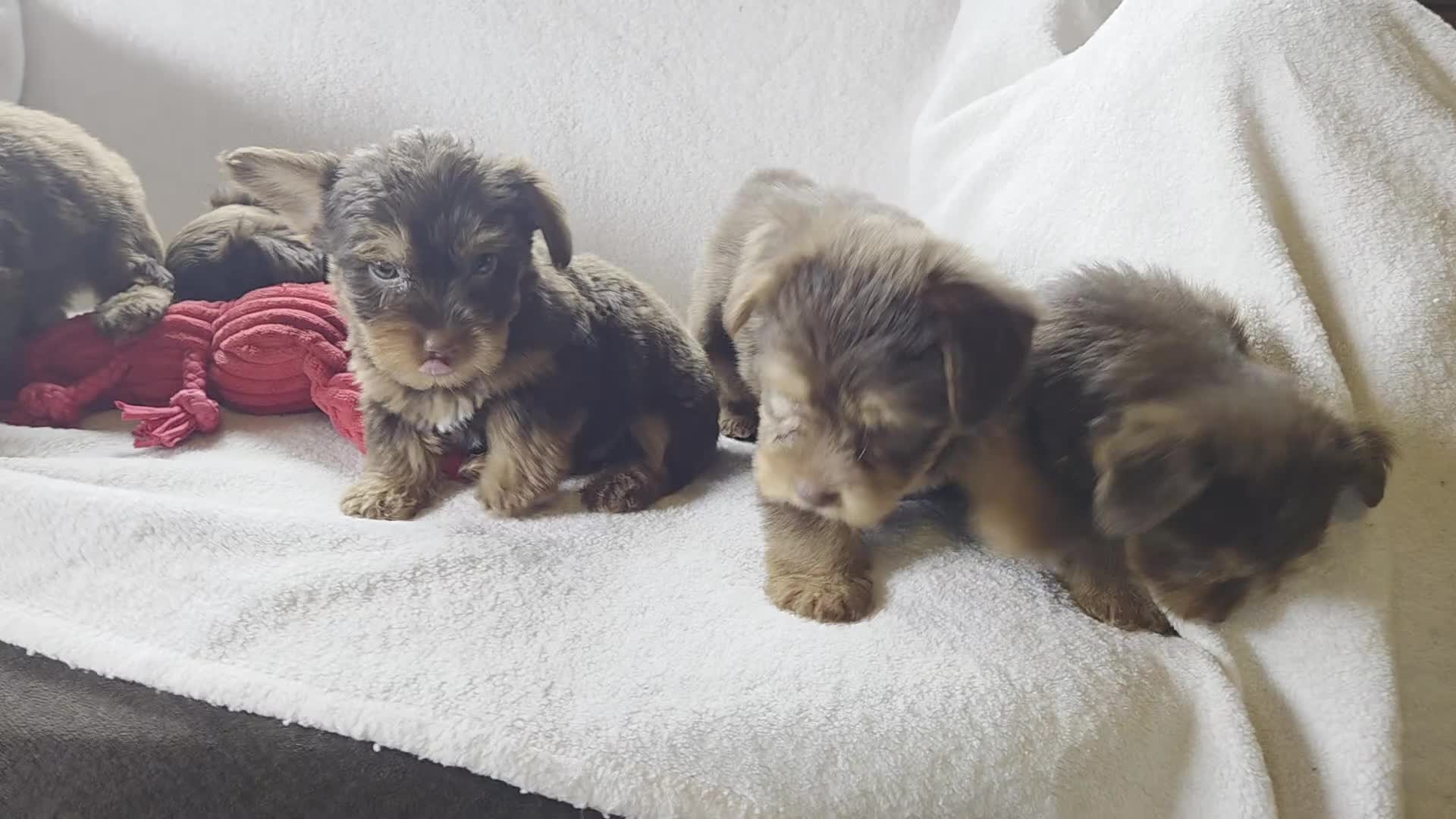 Yorkshire Terrier dogs for sale: Garth - Video 2