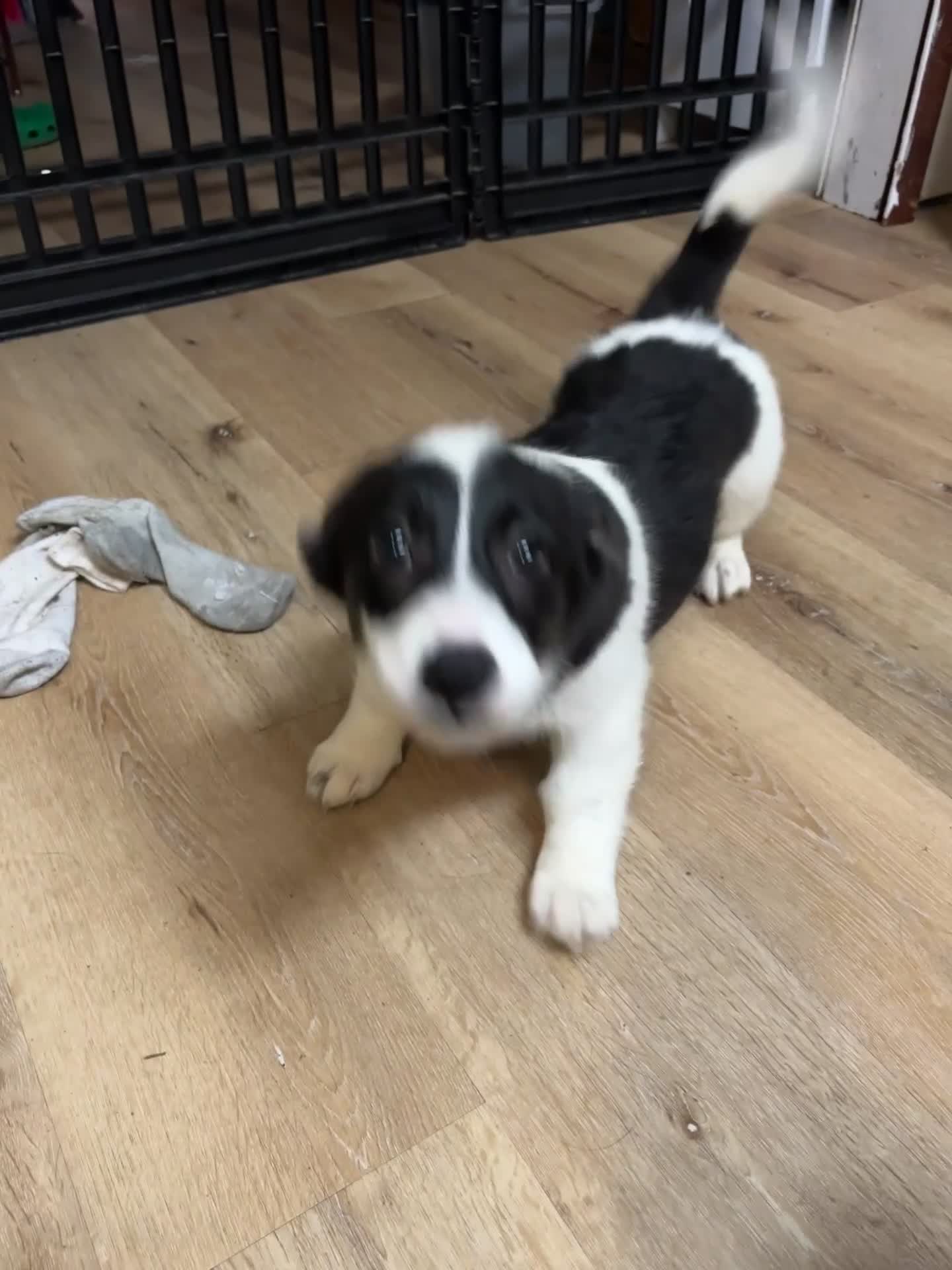 American Corgi dogs for sale: Bella - Video 1