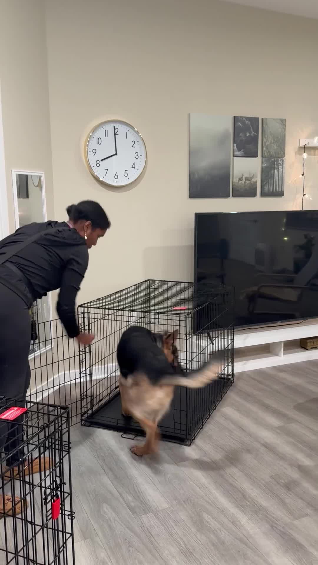 German Shepherd dogs for sale: Elvis - Video 2